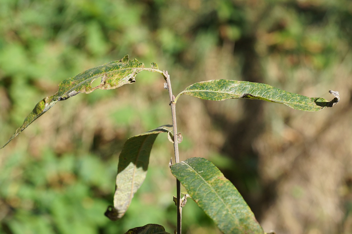 Image of Salix gmelinii specimen.