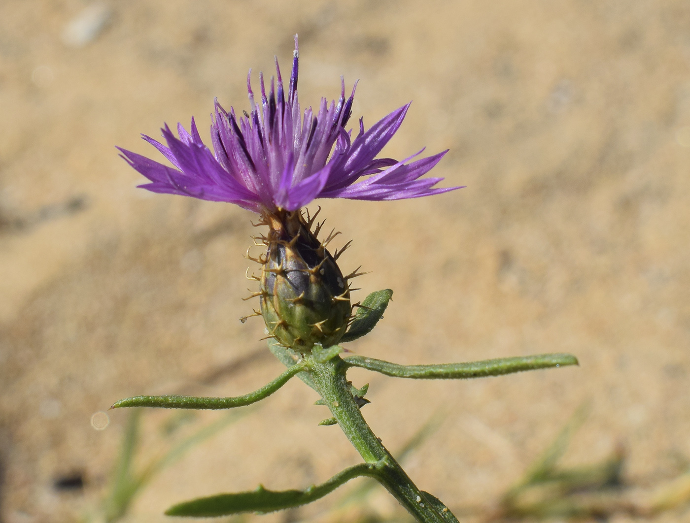 Image of Centaurea aspera specimen.