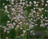 Saxifraga umbrosa