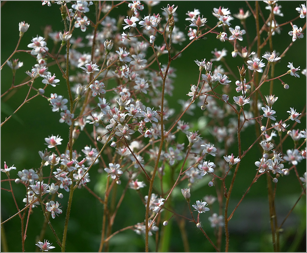 Изображение особи Saxifraga umbrosa.