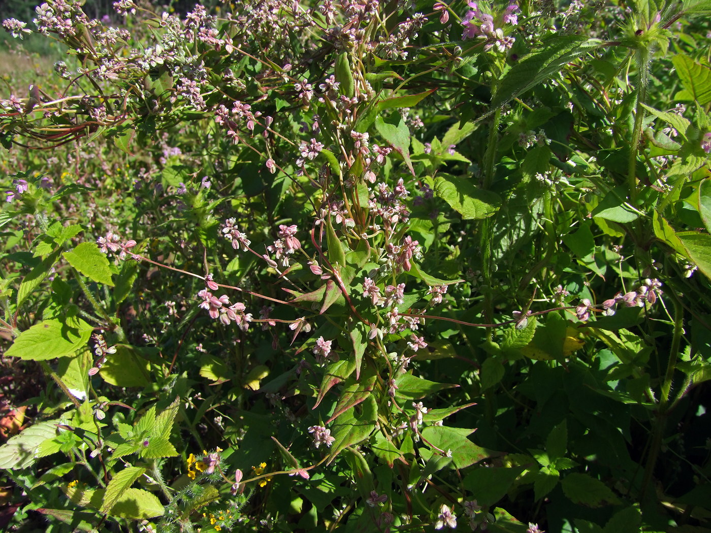 Image of Fallopia convolvulus specimen.