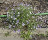 Isotoma axillaris