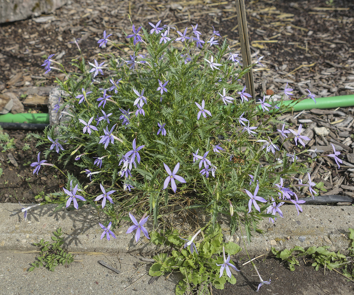 Image of Isotoma axillaris specimen.