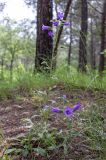 Campanula komarovii