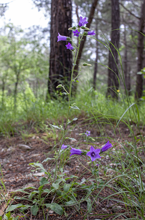 Изображение особи Campanula komarovii.