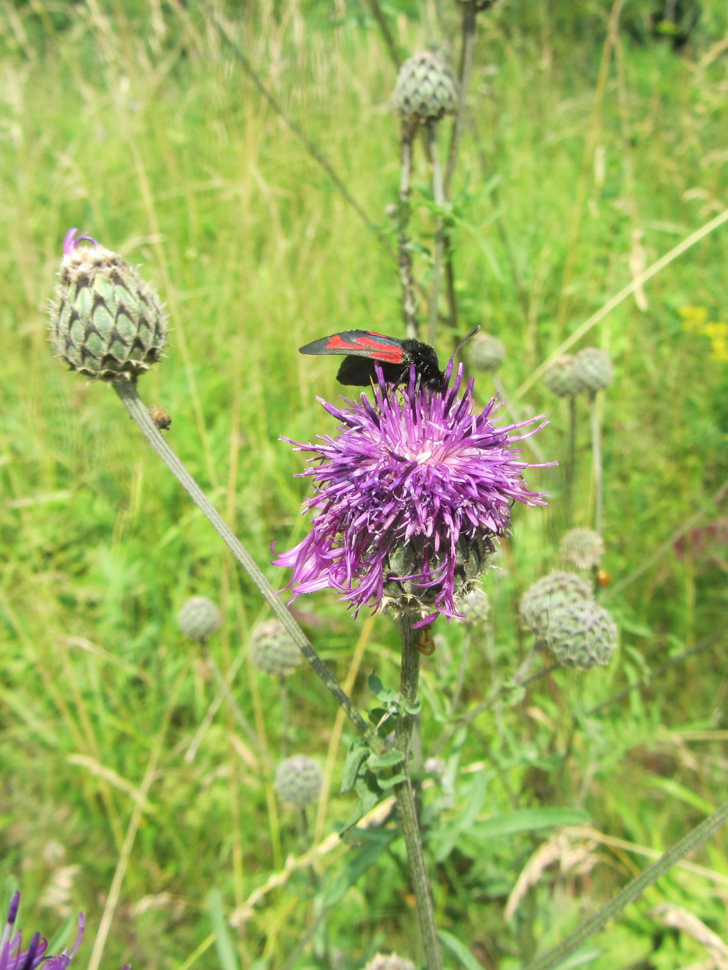 Image of Centaurea scabiosa specimen.