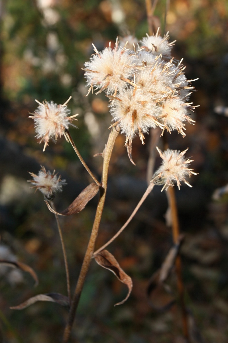 Изображение особи Saussurea alpina.