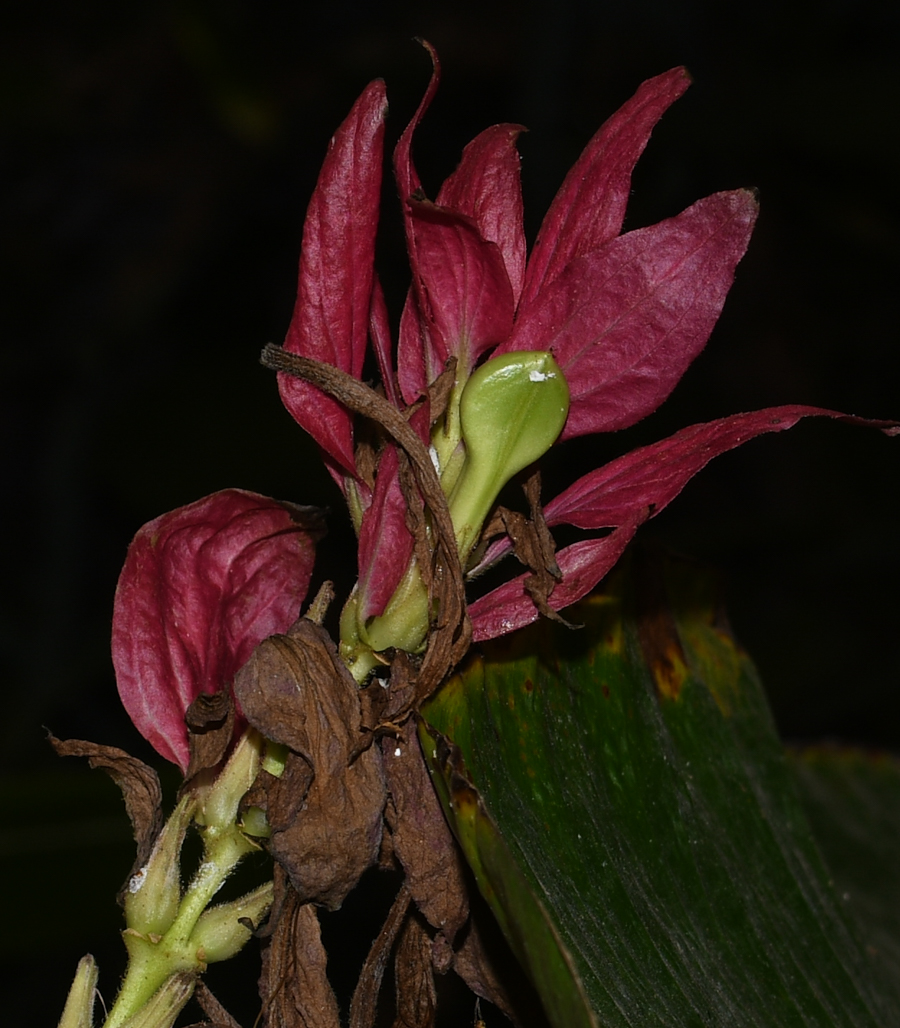 Image of Megaskepasma erythrochlamys specimen.