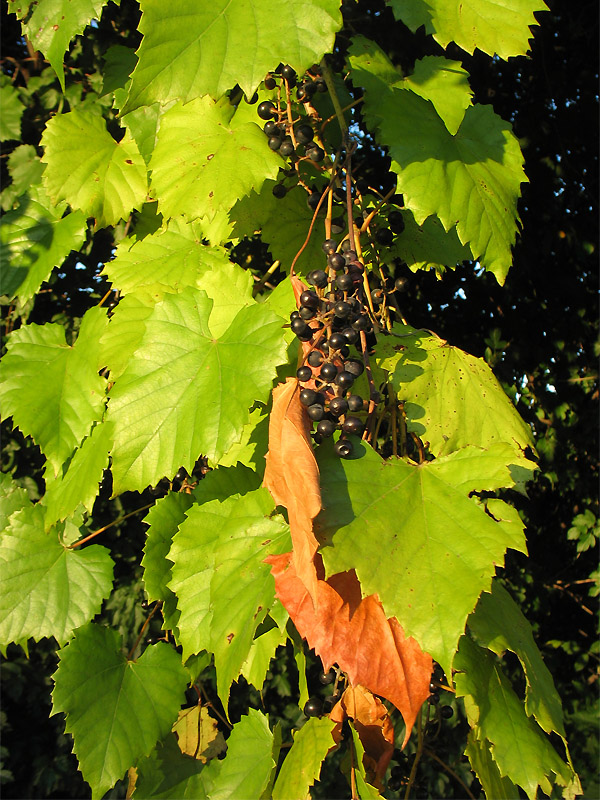 Изображение особи Vitis vulpina.