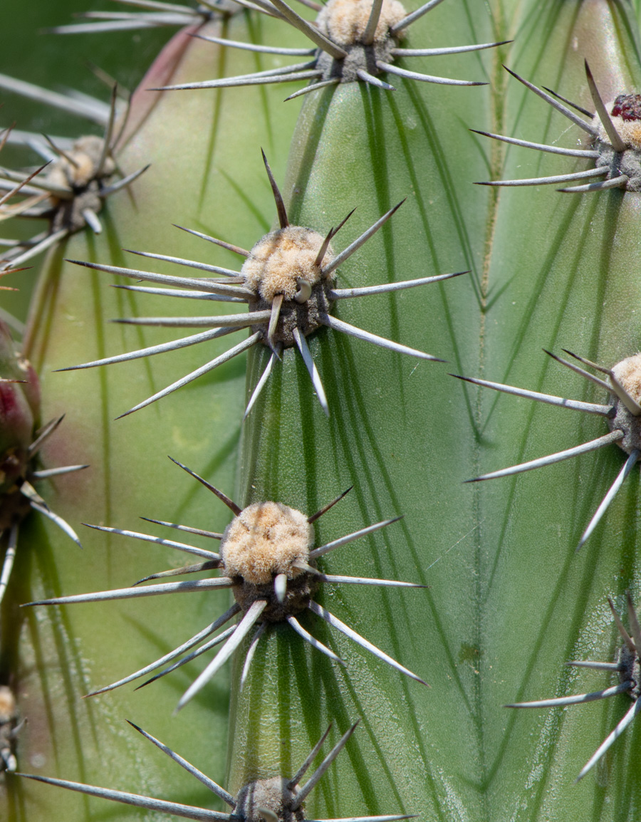 Image of genus Cereus specimen.