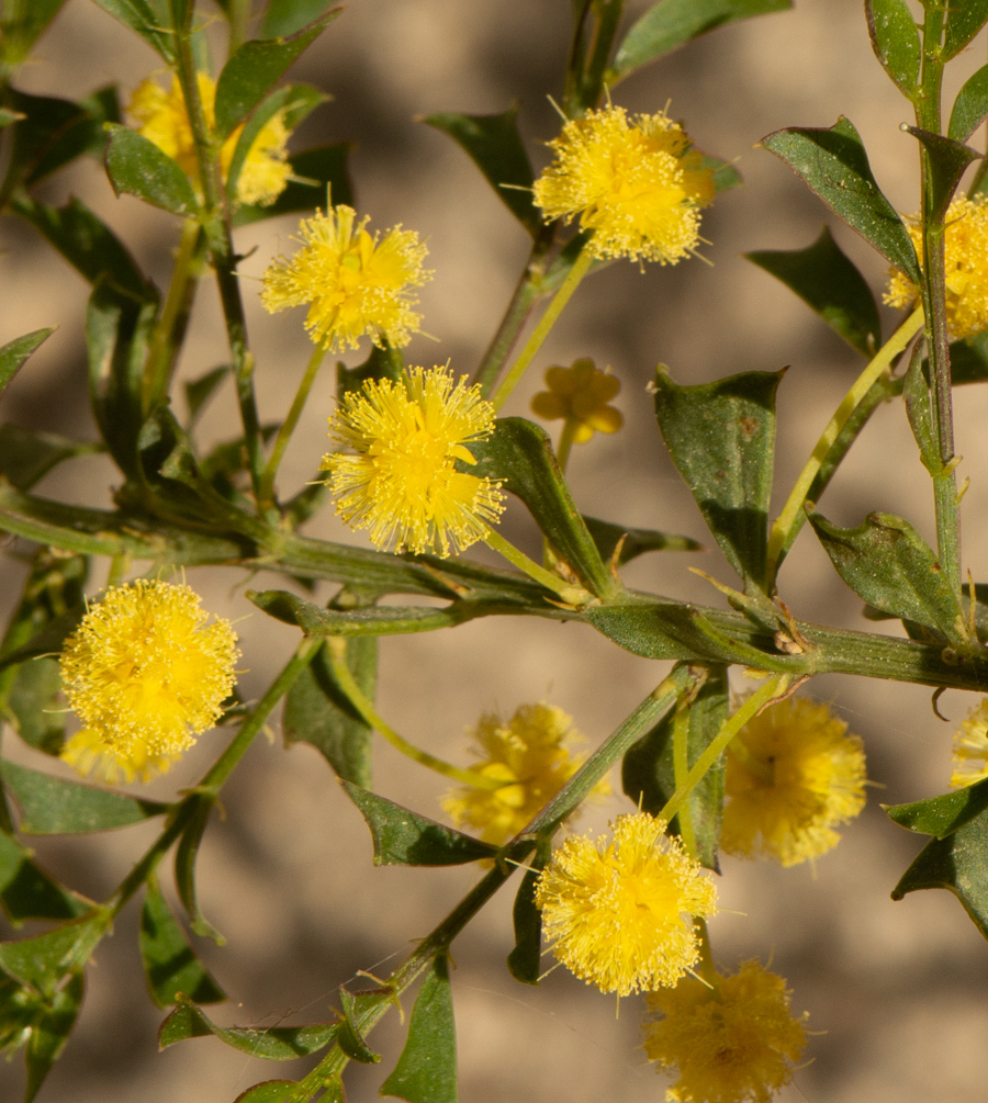 Изображение особи Acacia truncata.