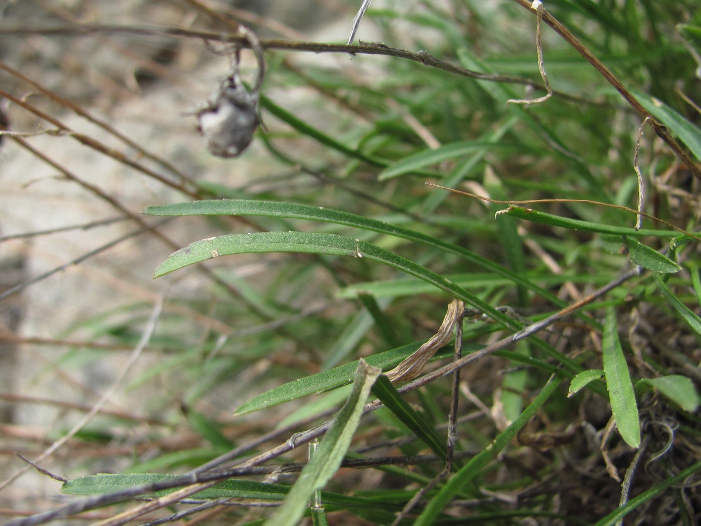 Image of Campanula ardonensis specimen.