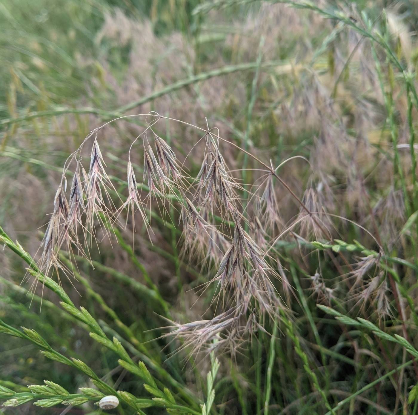 Изображение особи Anisantha tectorum.