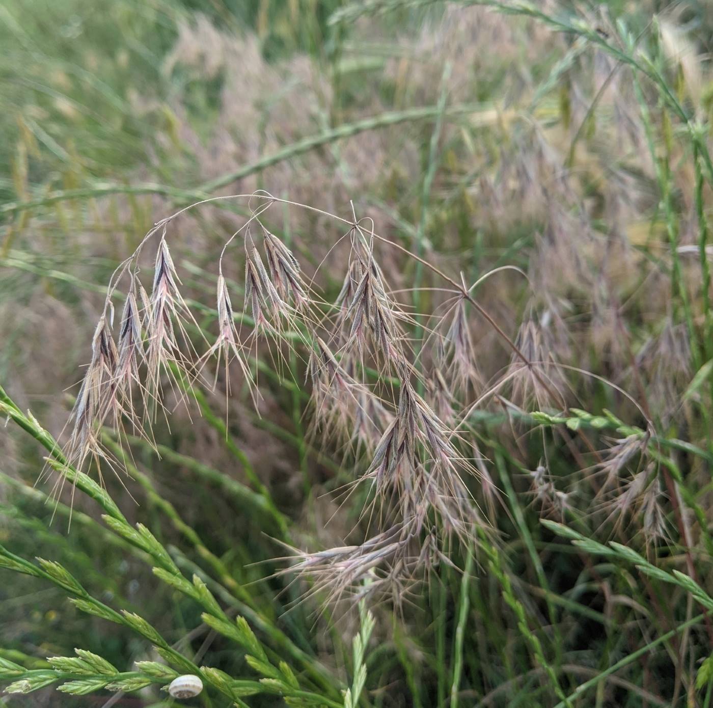 Image of Anisantha tectorum specimen.