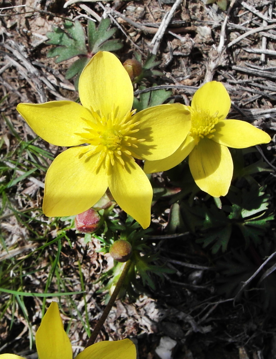 Image of Anemone gortschakowii specimen.