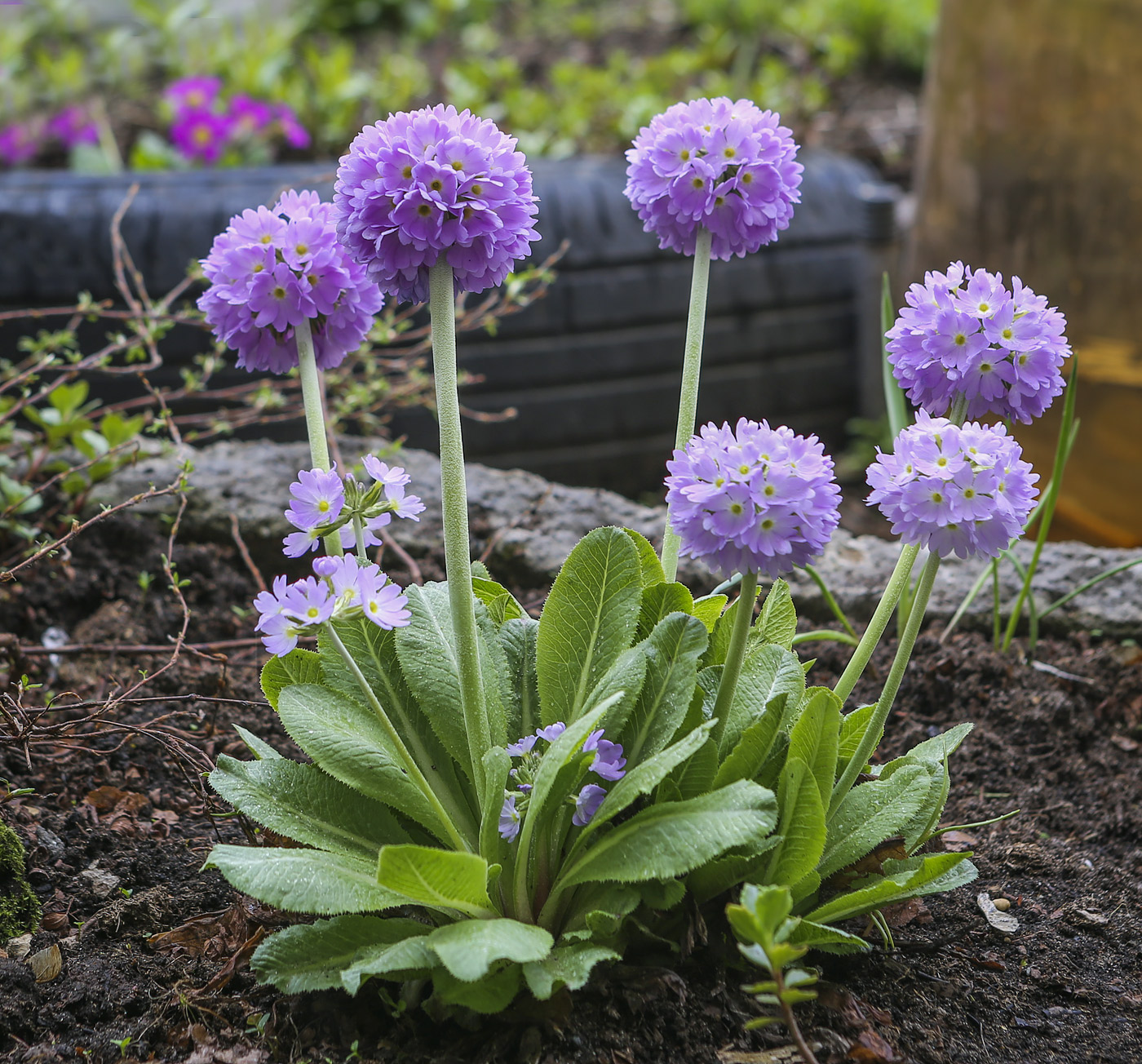 Image of Primula denticulata specimen.