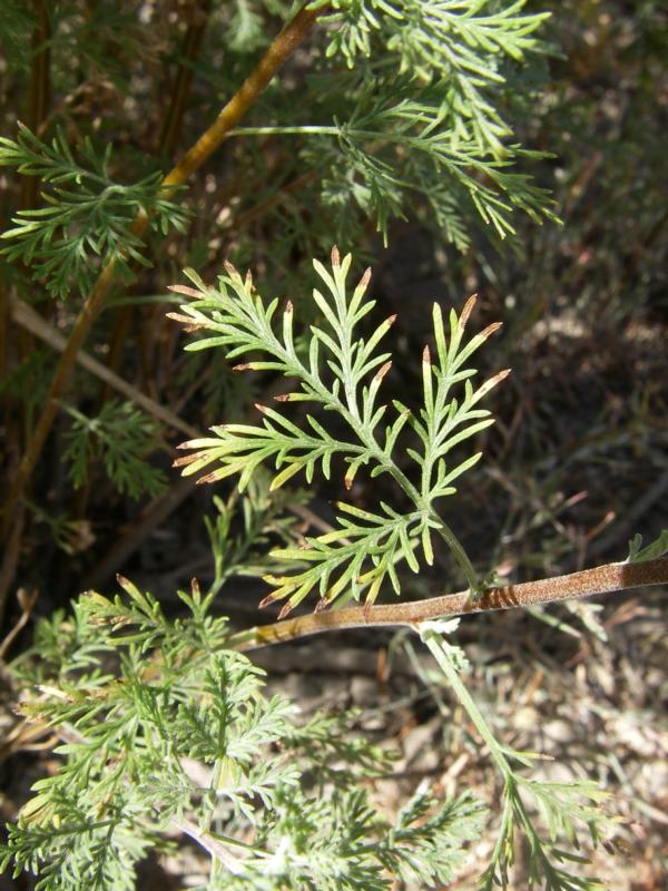 Изображение особи Artemisia aralensis.