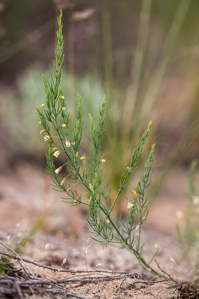 Image of Asparagus officinalis specimen.