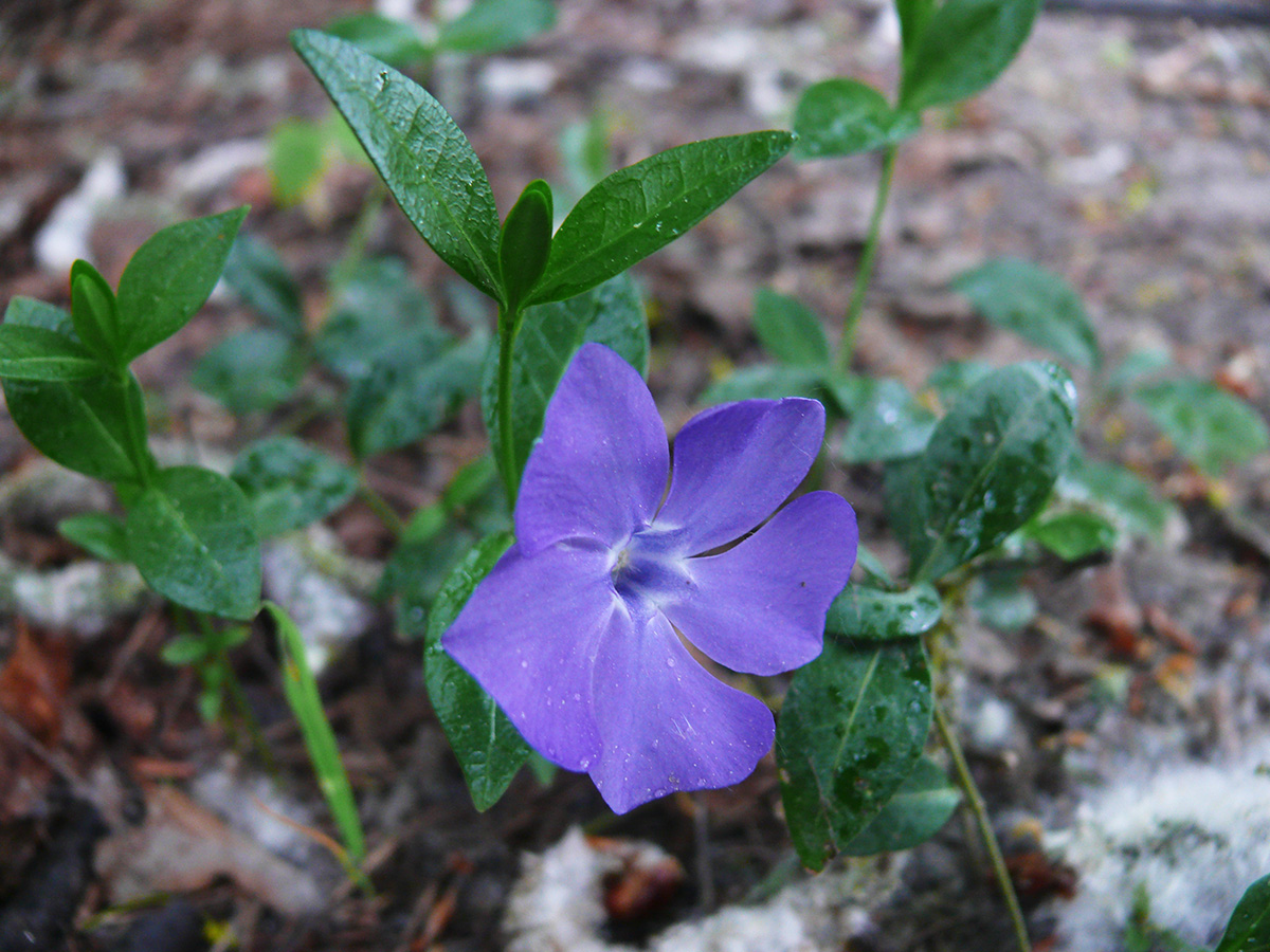 Image of Vinca minor specimen.