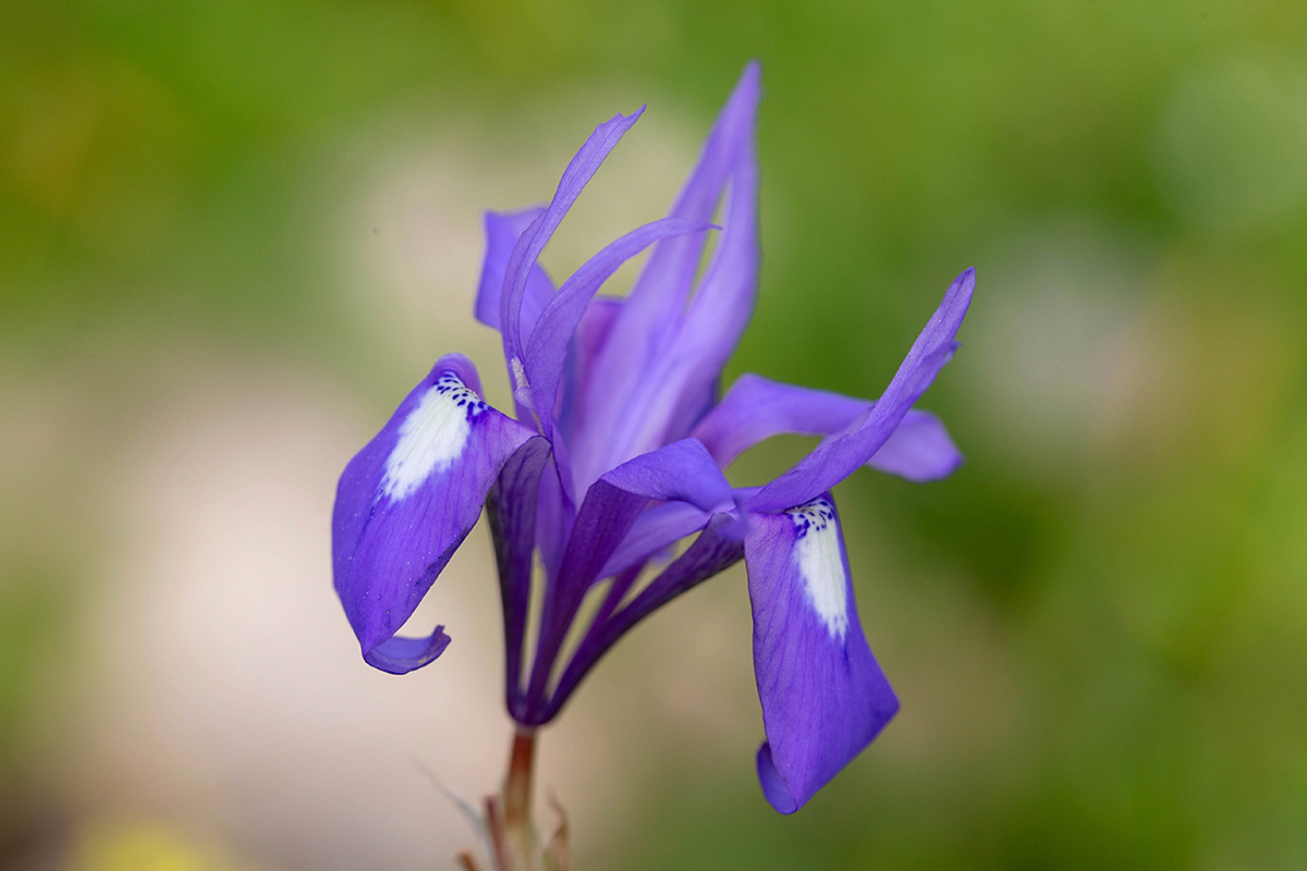 Изображение особи Moraea sisyrinchium.