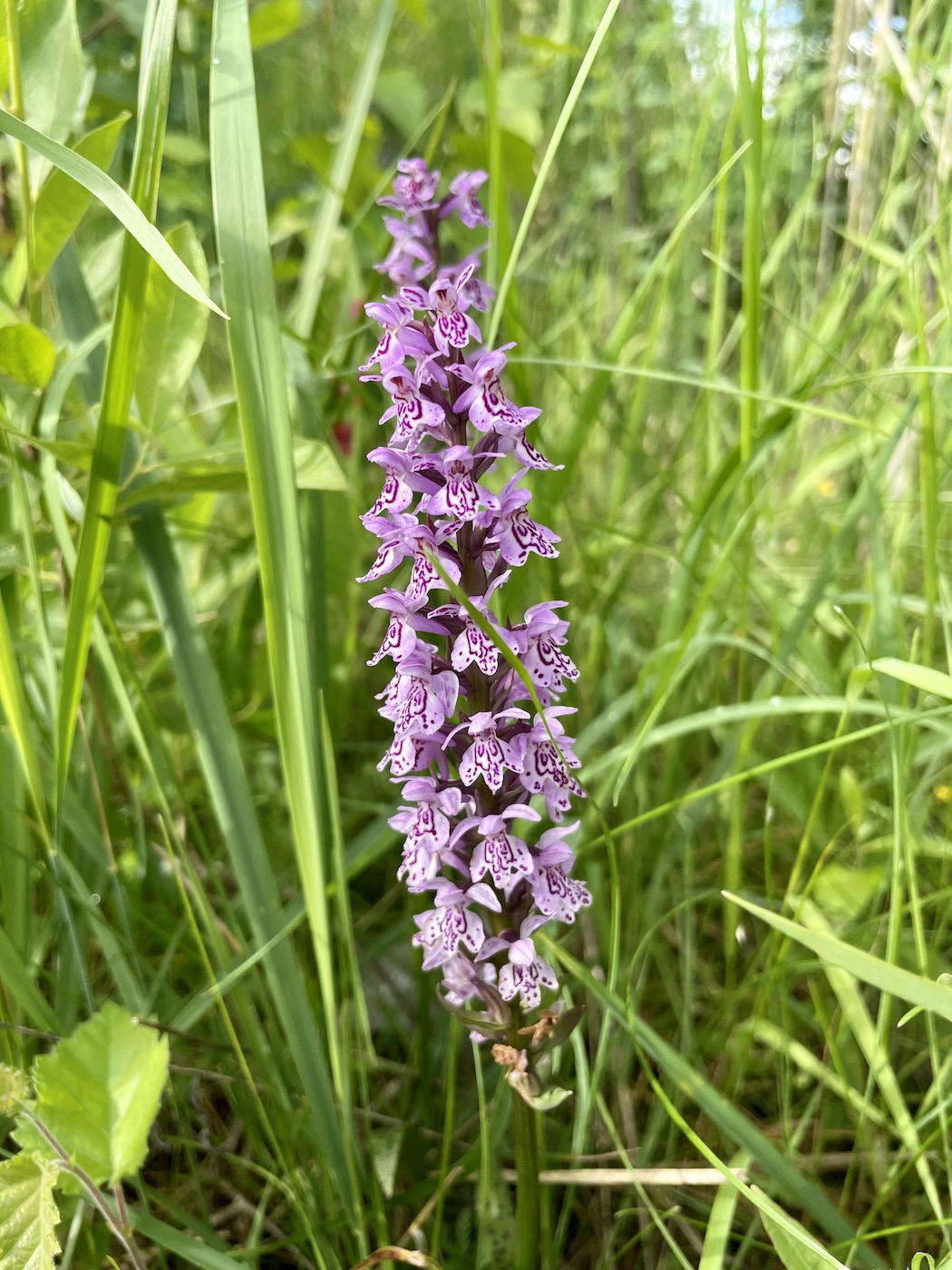 Изображение особи род Dactylorhiza.