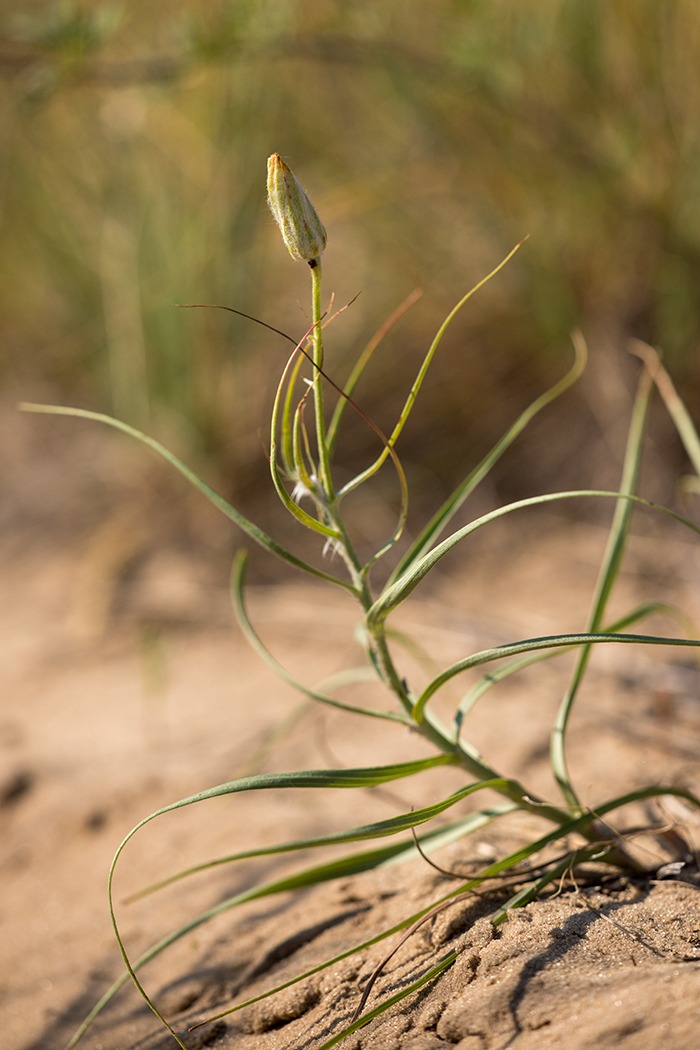 Image of Scorzonera ensifolia specimen.