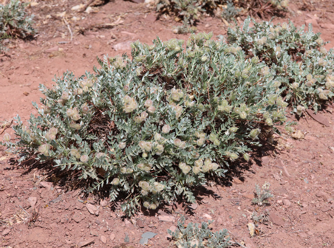 Изображение особи Oxytropis tragacanthoides.