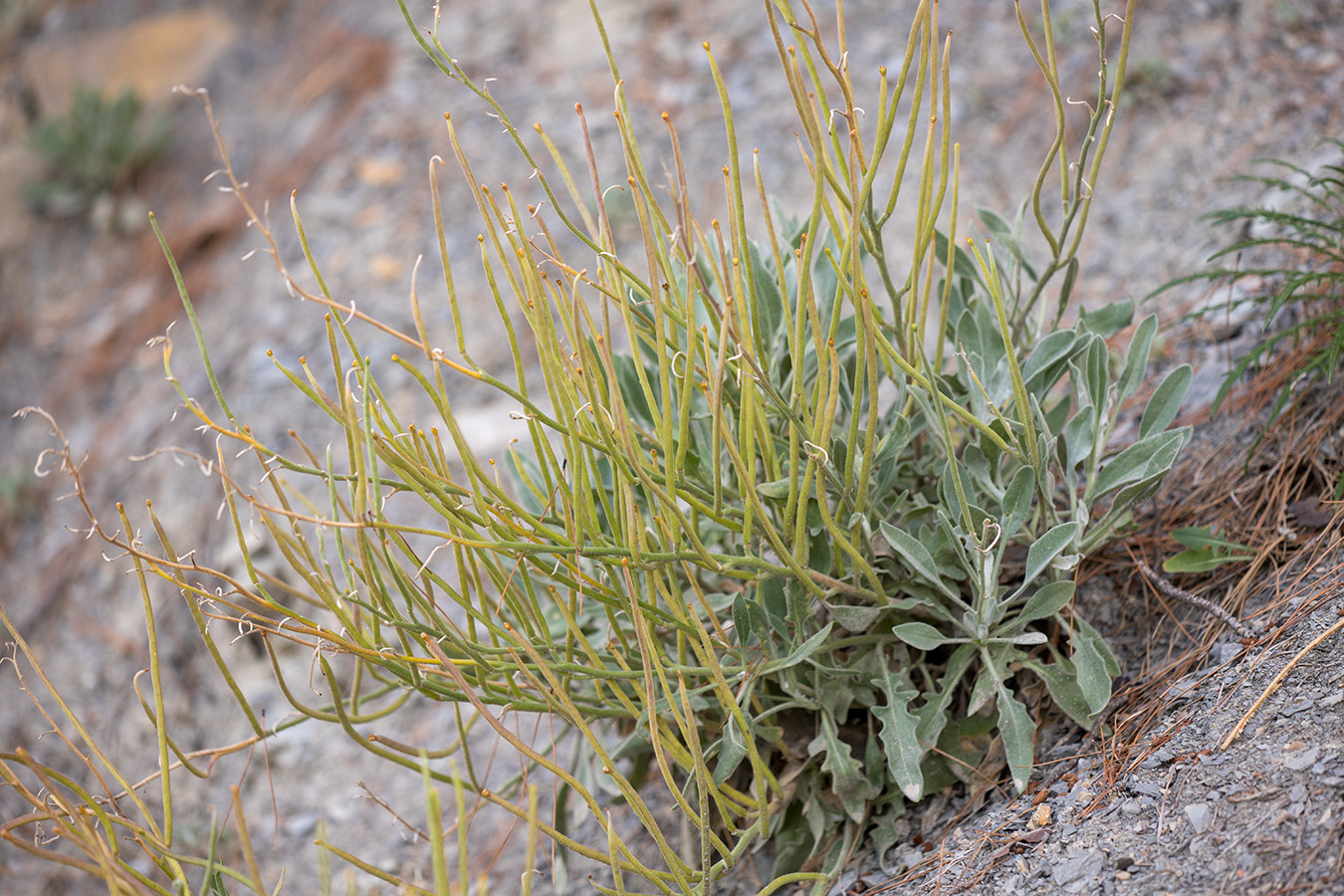 Image of Matthiola odoratissima specimen.