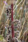 Crepis rhoeadifolia. Часть побега с засохшими листьями. Ростовская обл., Мясниковский р-н, окр. села Несветай, каменистая степь. 16.07.2022.