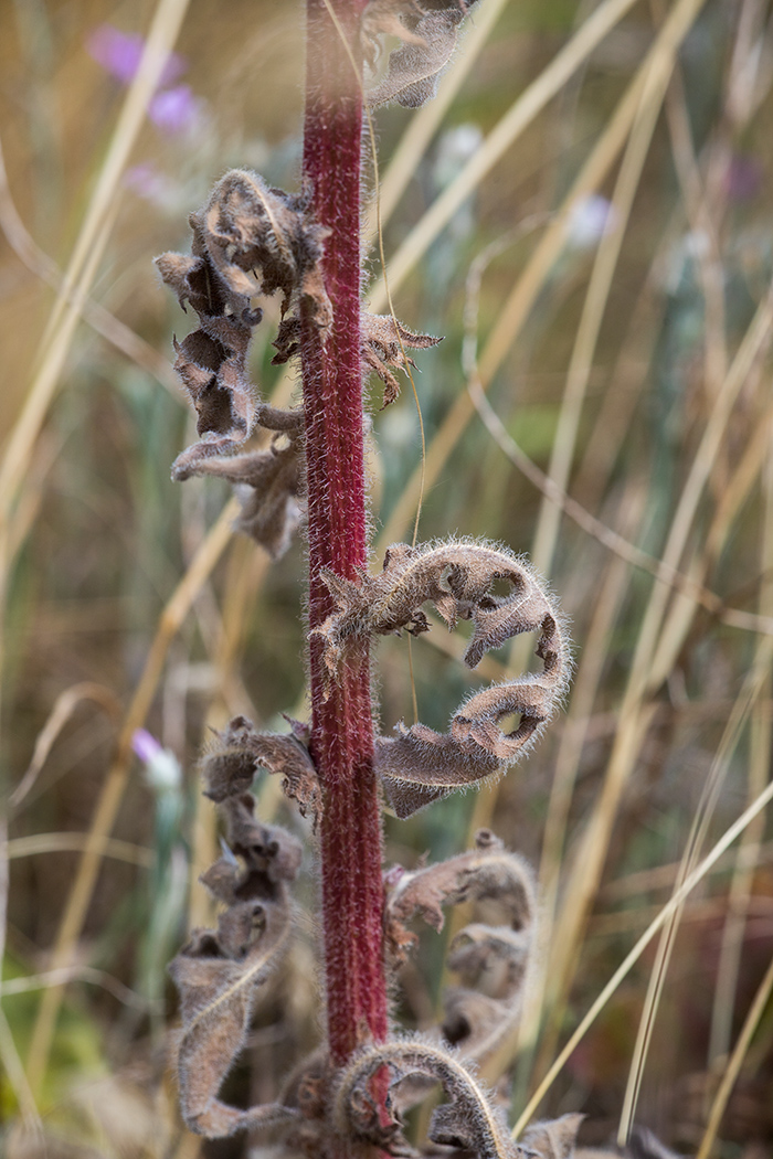 Image of Crepis rhoeadifolia specimen.