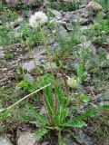 genus Taraxacum. Плодоносящее растение на задернованном щебне. Полярный Урал, верховье р. Грубею. 20.07.2007.
