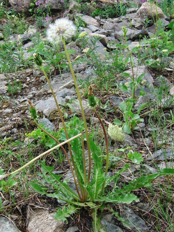 Изображение особи род Taraxacum.