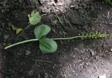 Listera ovata. Цветущее растение. Республика Ингушетия, Джейрахский р-н, окр. ур. Таргим, правый берег р. Асса в 400 м от башен Таргим ниже по течению, пойменный лес, теневой участок. 21 июня 2022 г.