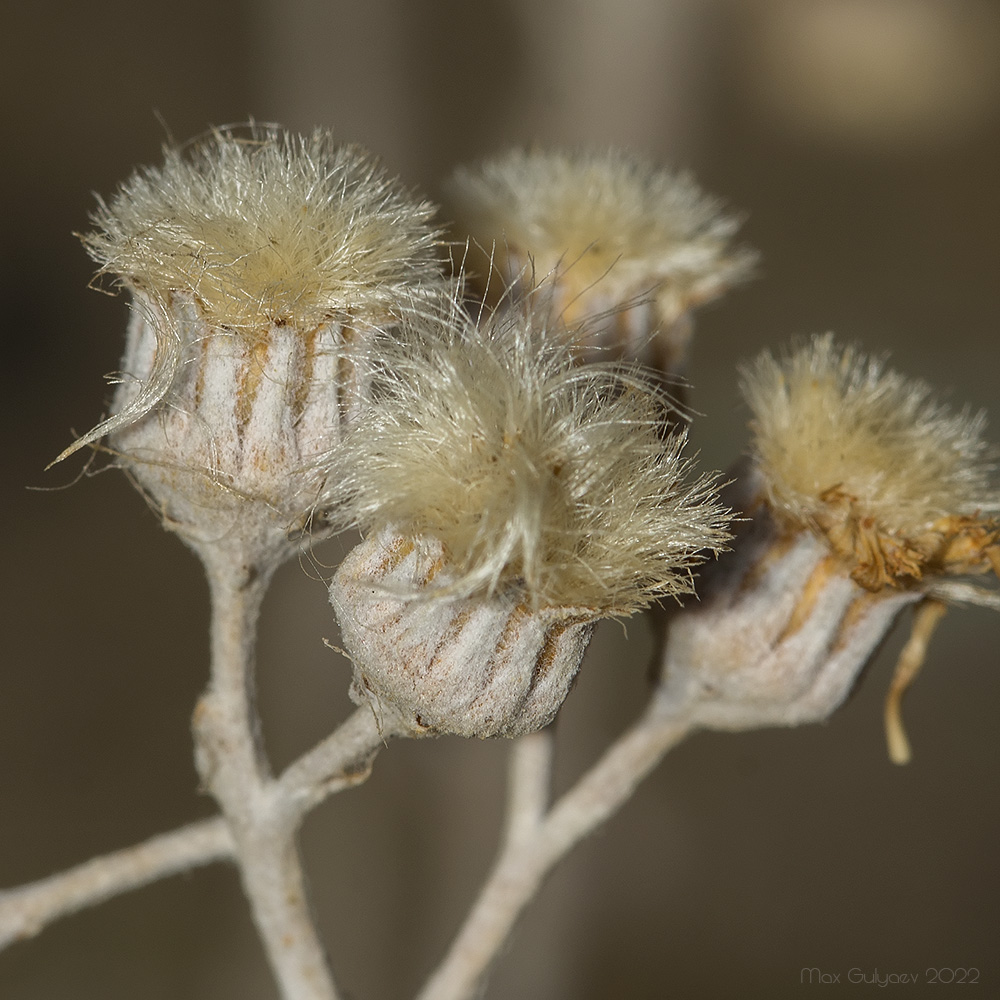 Изображение особи Senecio cineraria.