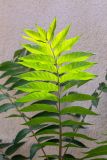 Ailanthus altissima. Лист. Израиль, г. Бат-Ям, в культуре. 13.09.2022.