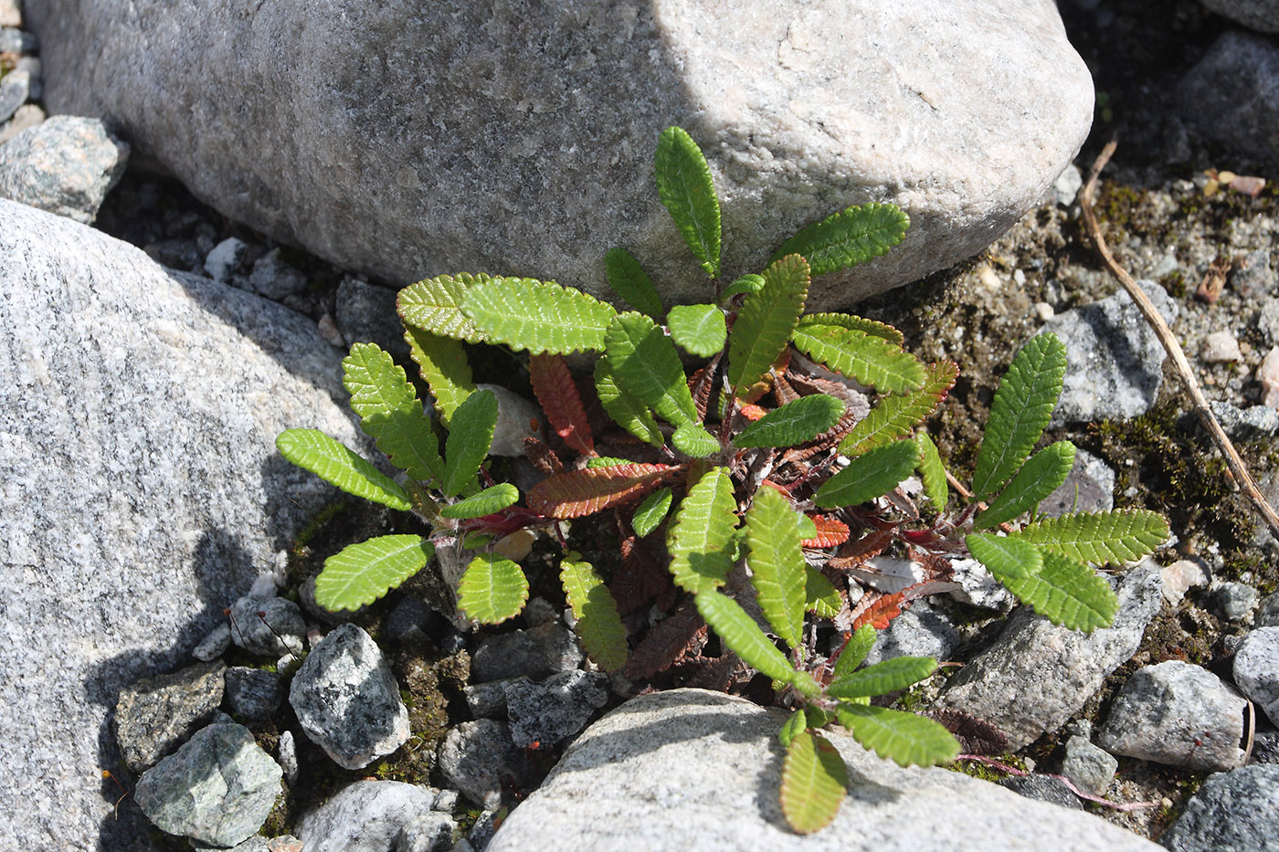 Image of genus Dryas specimen.