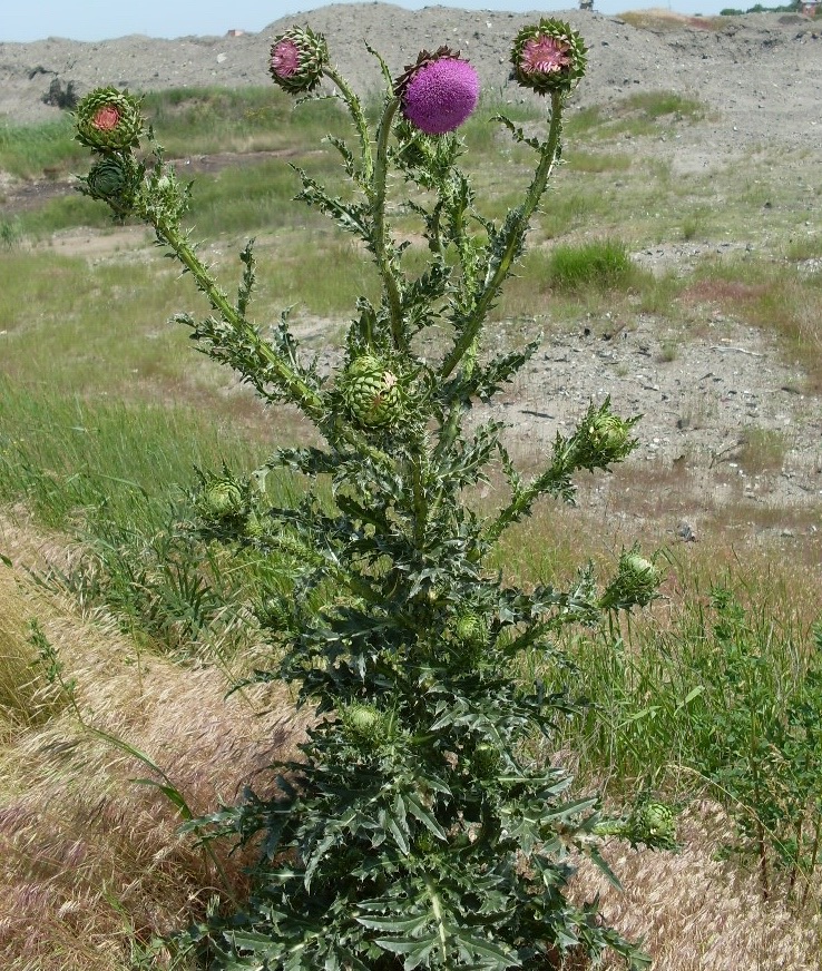 Image of Carduus thoermeri specimen.