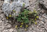 Potentilla gelida