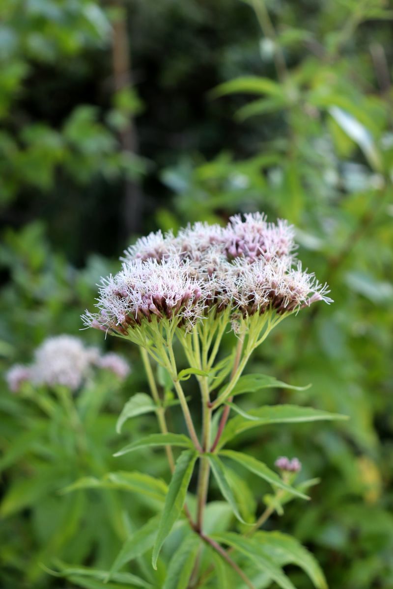 Image of Eupatorium cannabinum specimen.