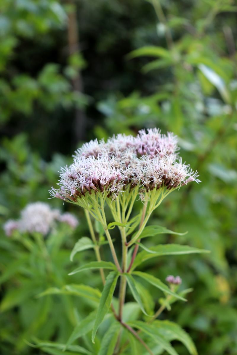 Изображение особи Eupatorium cannabinum.