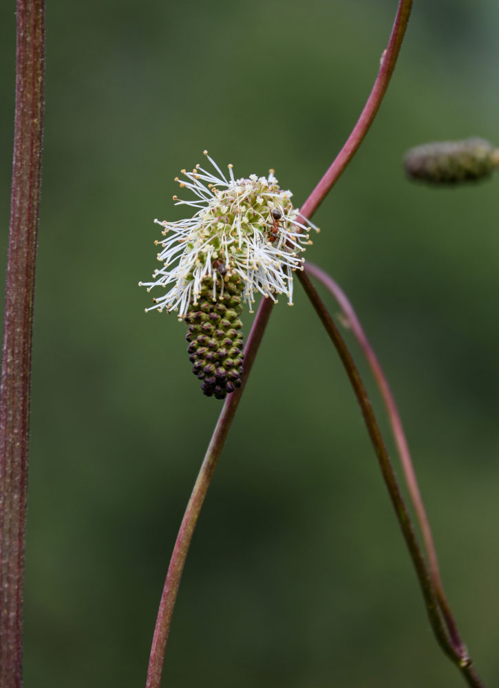 Изображение особи Sanguisorba alpina.