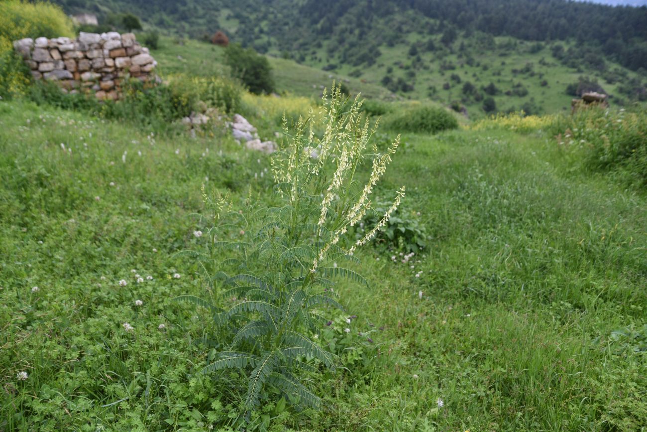 Image of Astragalus galegiformis specimen.