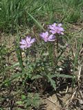 Geranium tuberosum. Зацветающее растение. Краснодарский край, Кавказский р-н, окр. ст-цы Темижбекская, степной склон. 16.04.2022.