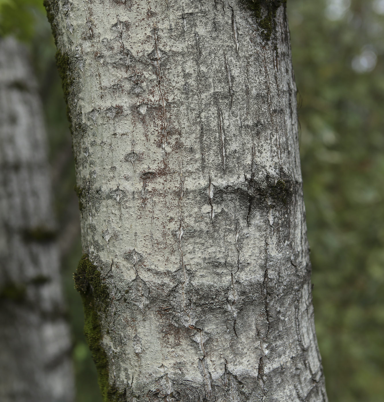 Image of Populus longifolia specimen.