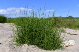 Equisetum arvense