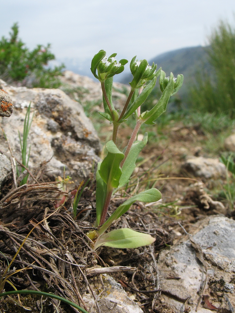 Image of Valerianella plagiostephana specimen.