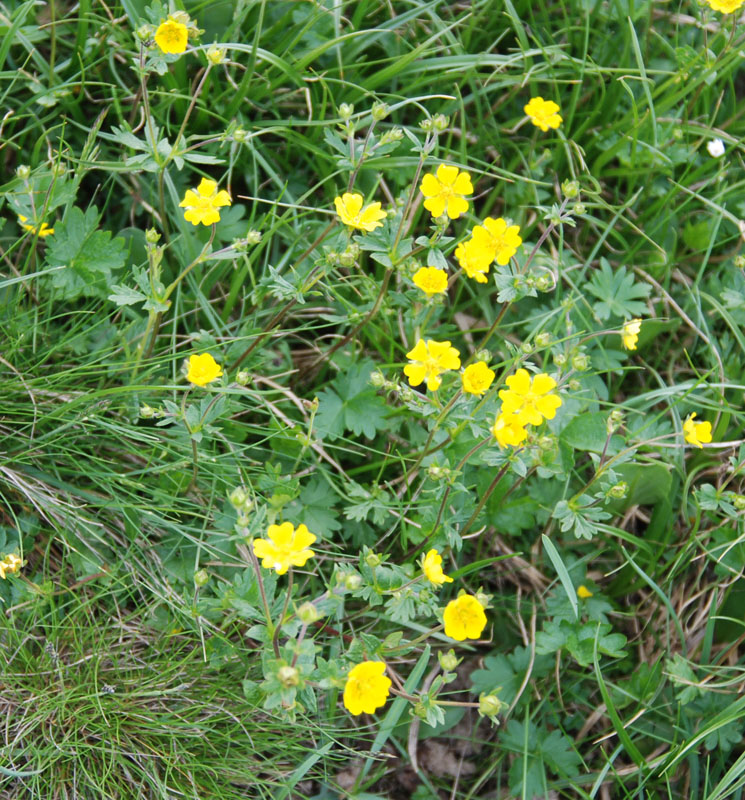 Image of Potentilla gelida ssp. boreo-asiatica specimen.
