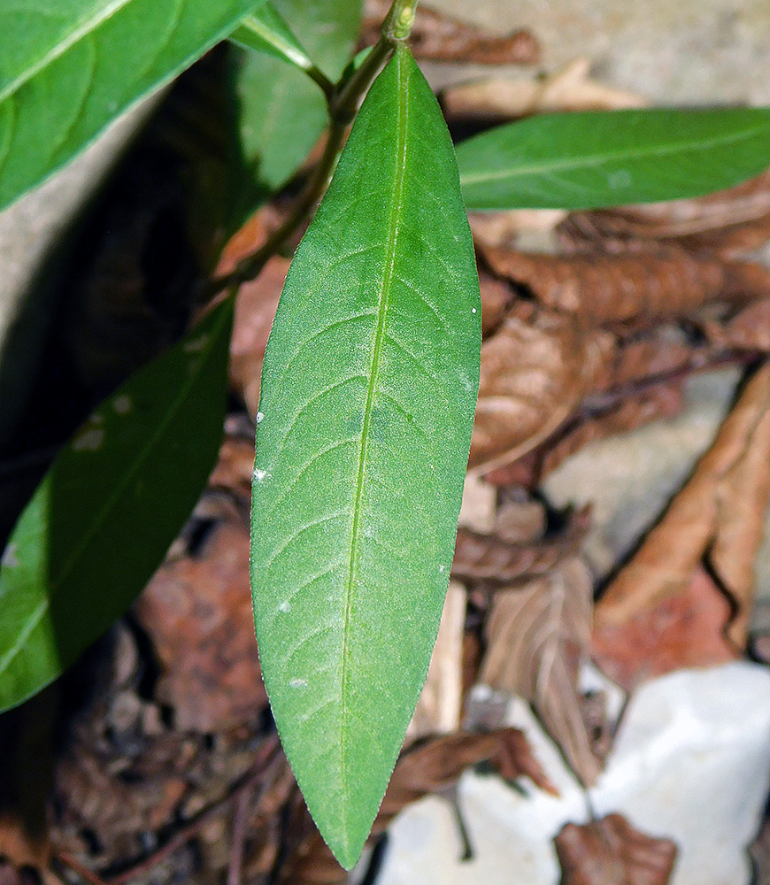 Image of Persicaria lapathifolia specimen.