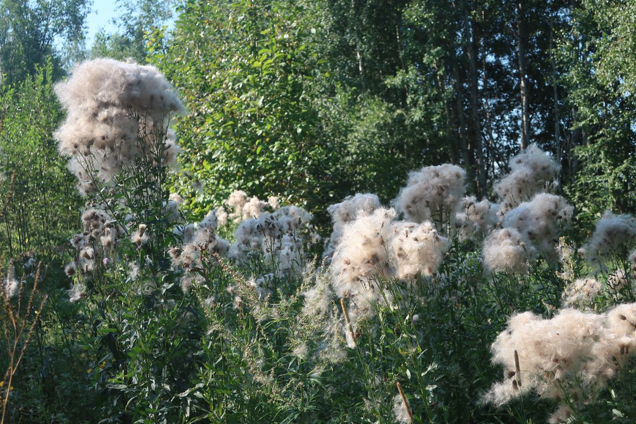 Изображение особи Cirsium setosum.