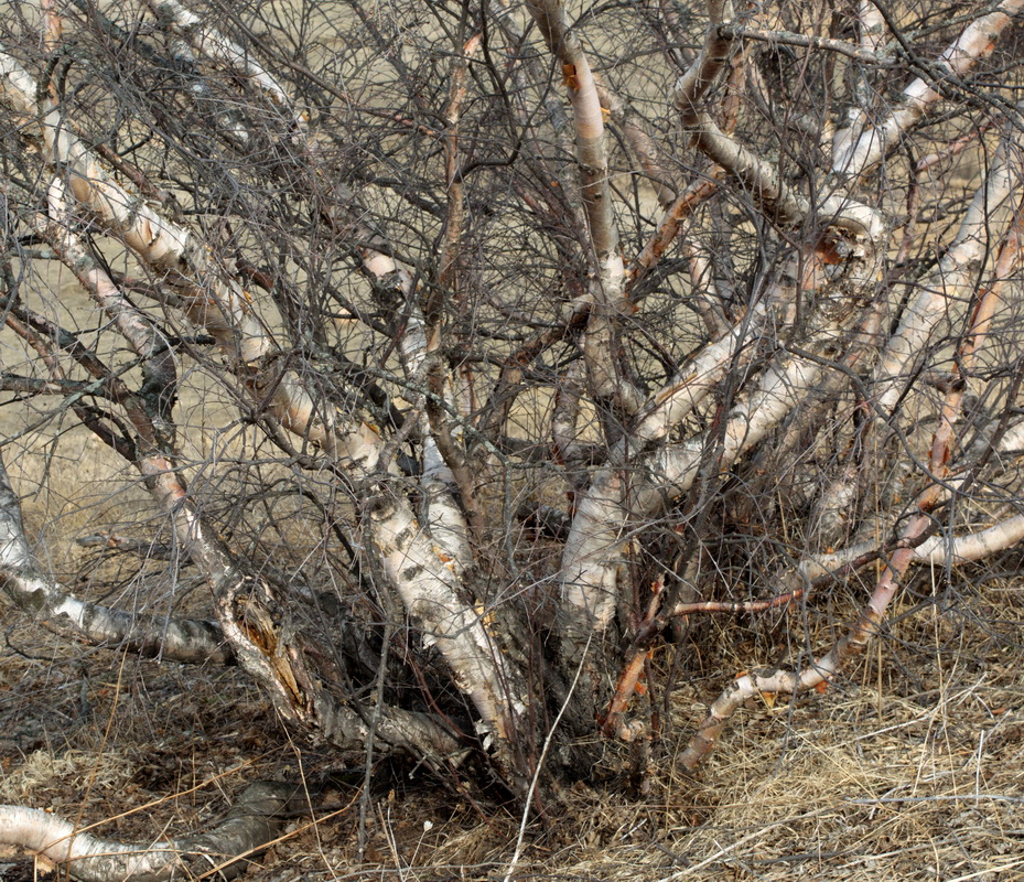 Image of genus Betula specimen.